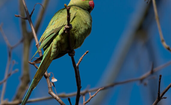 Oiseaux Parc des Chanteraines 05