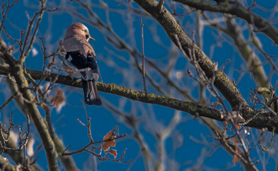 Oiseaux Parc des Chanteraines 06