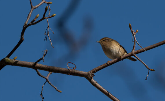 Oiseaux Parc des Chanteraines 07