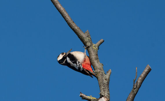 Oiseaux Parc des Chanteraines 08