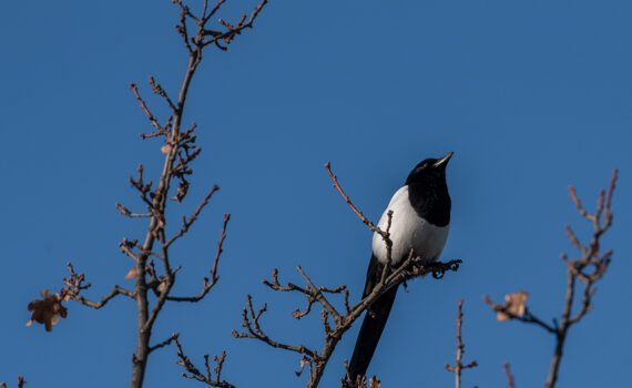 Oiseaux Parc des Chanteraines 09