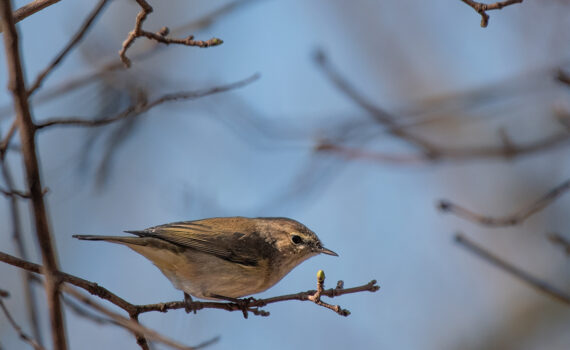 Oiseaux Parc des Chanteraines 10