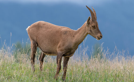 Parc du Merlet 2025 01