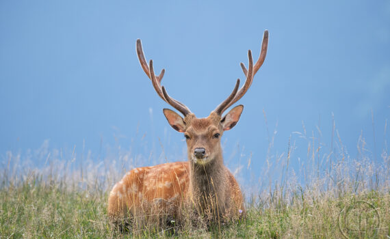 Parc du Merlet 2025 02