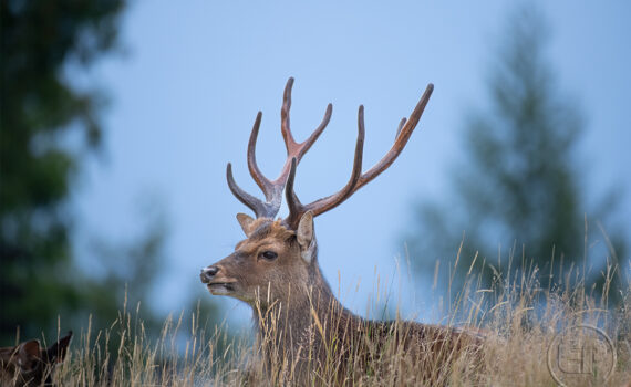 Parc du Merlet 2025 03