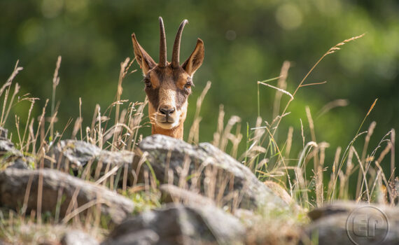 Parc du Merlet 2025 04