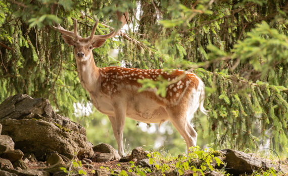 Parc du Merlet 2025 05