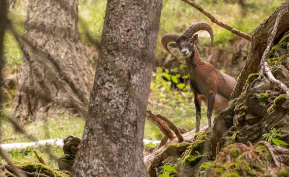 Parc du Merlet 2025 06