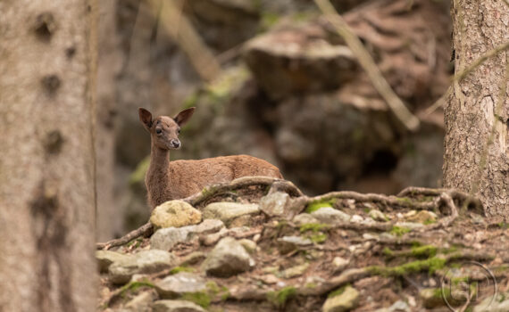 Parc du Merlet 2025 07