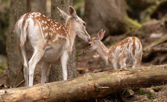 Parc du Merlet 2025 08