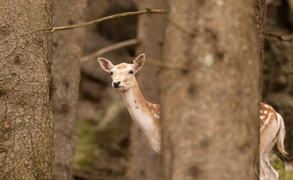 Parc du Merlet 2025 09