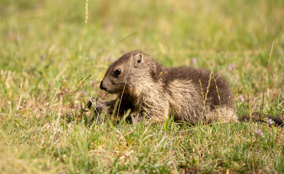 Parc du Merlet 2025 10