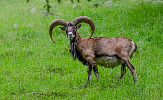 Parc du Merlet 2021 02