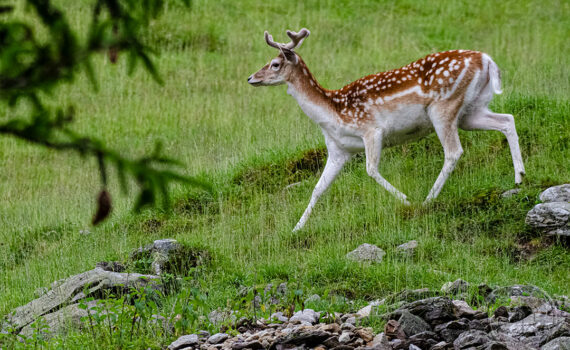 Parc du Merlet 2021 03