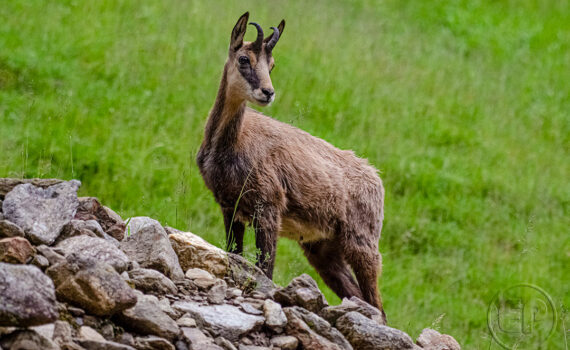 Parc du Merlet 2021 04