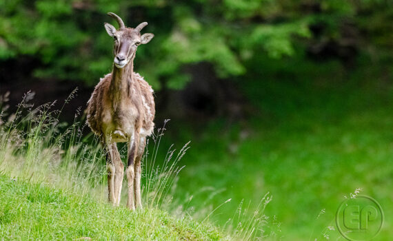 Parc du Merlet 2021 05