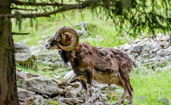 Parc du Merlet 2021 06