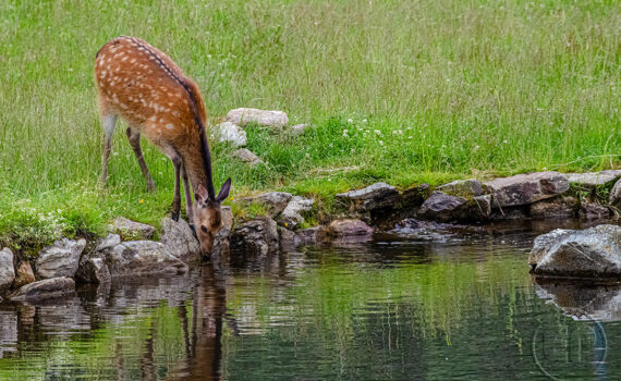 Parc du Merlet 2021 07