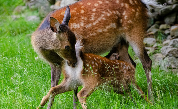 Parc du Merlet 2021 08