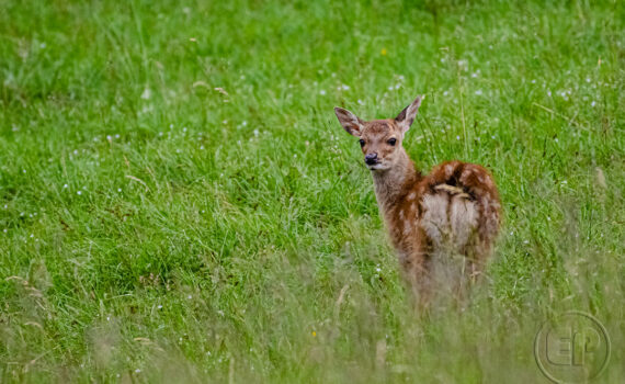 Parc du Merlet 2021 09