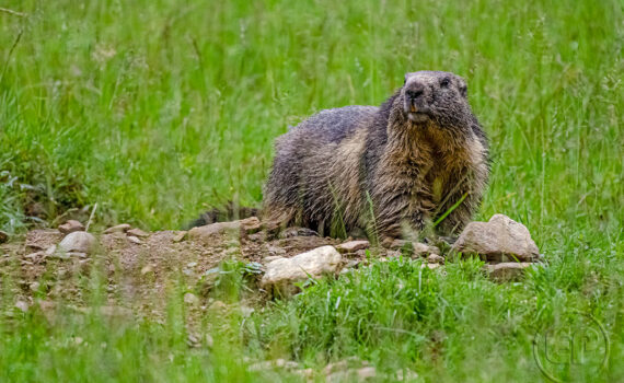 Parc du Merlet 2021 10