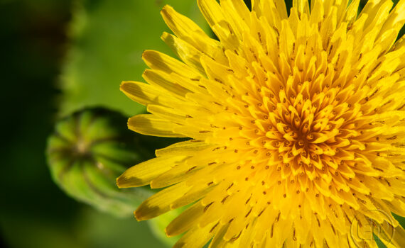 Symphonie de couleurs dans les jardins de Courbevoie 01