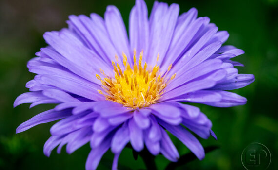 Symphonie de couleurs dans les jardins de Courbevoie 02