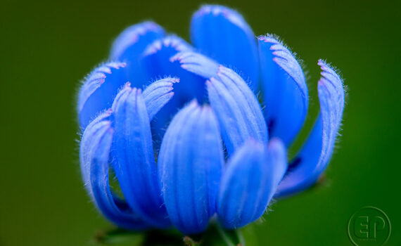 Symphonie de couleurs dans les jardins de Courbevoie 03