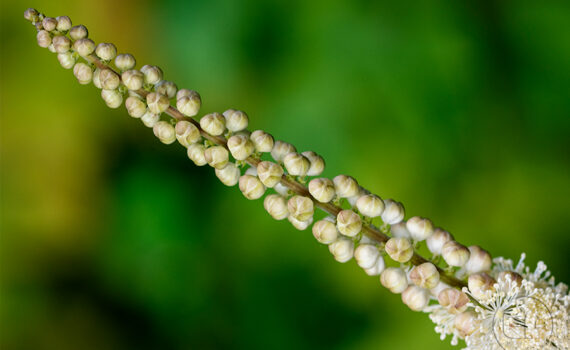 Symphonie de couleurs dans les jardins de Courbevoie 04