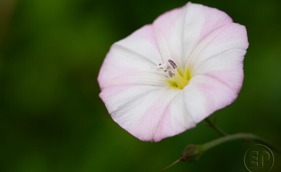 Symphonie de couleurs dans les jardins de Courbevoie 05
