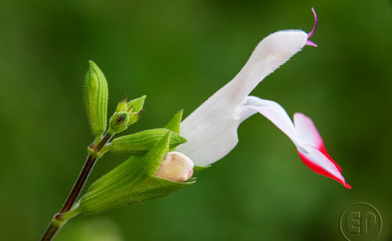 Symphonie de couleurs dans les jardins de Courbevoie 06