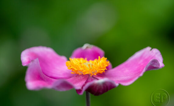 Symphonie de couleurs dans les jardins de Courbevoie 07