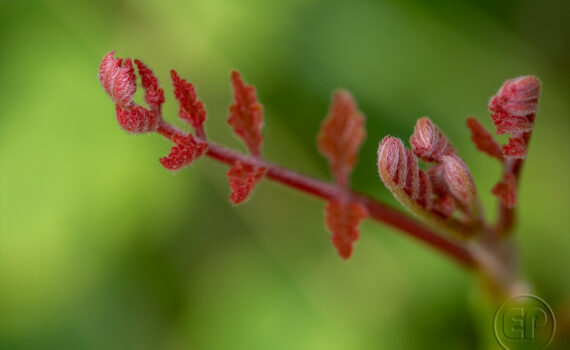 Symphonie de couleurs dans les jardins de Courbevoie 08