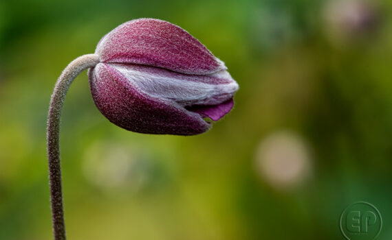 Symphonie de couleurs dans les jardins de Courbevoie 09