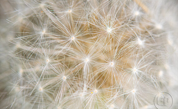 Symphonie de couleurs dans les jardins de Courbevoie 10