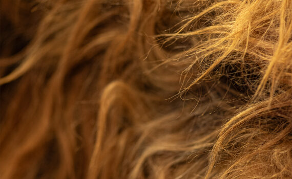 Textures Animales 04