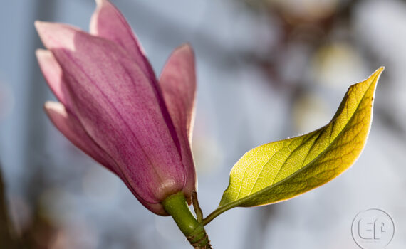 Magnolia 04