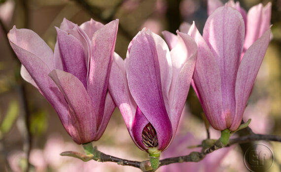 Magnolia 07