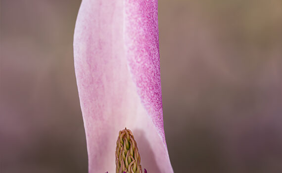 Magnolia 09