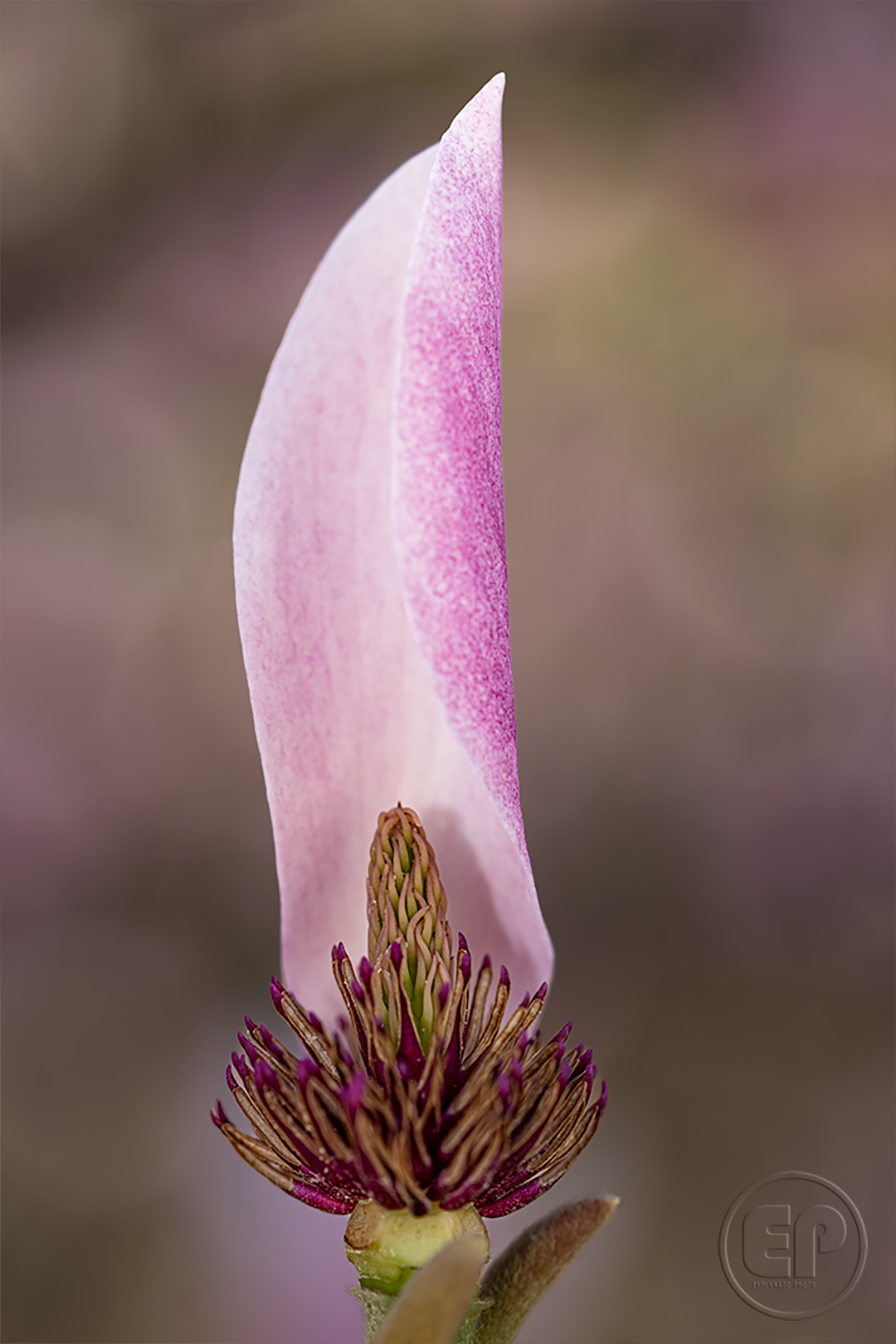 Magnolia 09