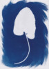 Photogramme au Cyanotype_01 Photogramme au Cyanotype_01