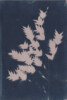 Photogramme au Cyanotype_02 - Procédés alternatifs - Association Esplanade Photo - Apprendre la photo. Photogramme au Cyanotype_02