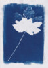 Photogramme au Cyanotype_03 Photogramme au Cyanotype_03