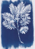 Photogramme au Cyanotype_05 Photogramme au Cyanotype_05