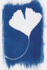 Photogramme au Cyanotype_07 Photogramme au Cyanotype_07