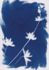 Photogramme au Cyanotype_09 Photogramme au Cyanotype_09