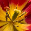Fleurs_Tulipe_01 Fleurs_Tulipe_01