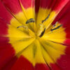Fleurs_Tulipe_02 Fleurs_Tulipe_02