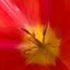 Fleurs_Tulipe_03 Fleurs_Tulipe_03