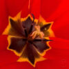 Fleurs_Tulipe_04 Fleurs_Tulipe_04